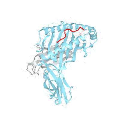 HLA–A*66:02bio