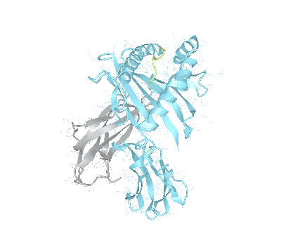 HLA–C*08:01bio