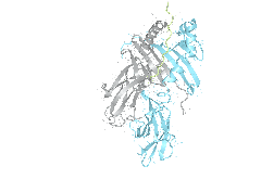 HLA–DPB1*01:01/DPA1*02:01