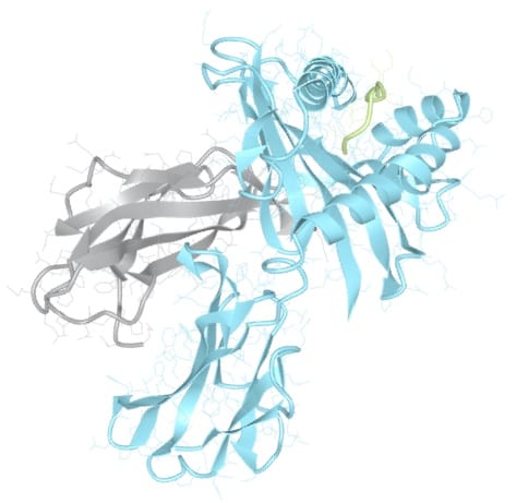 3D molecular structure of an HLA protein