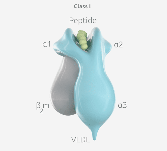 HLA Class 1 labelled protein