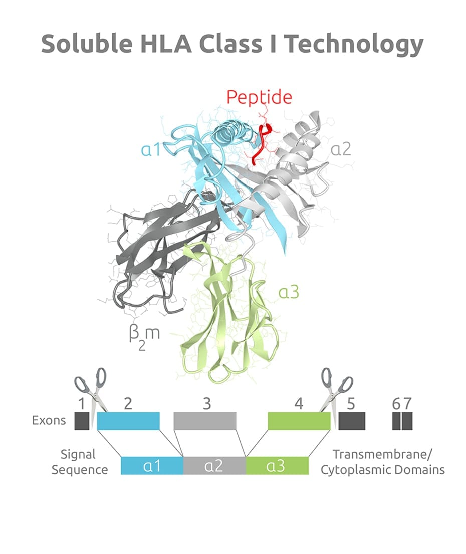 3D mode of soluble HLA Class I