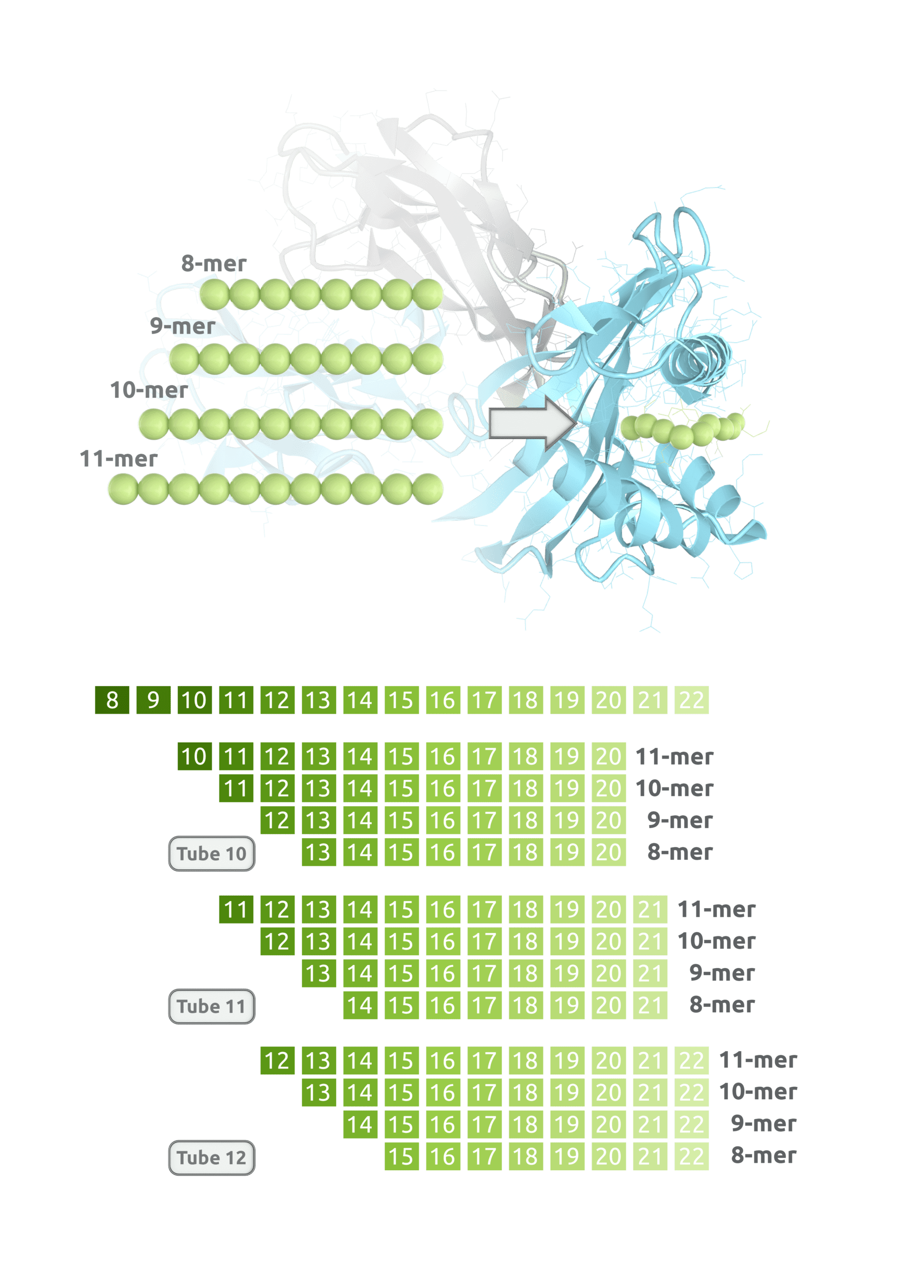 Peptide epitope mapping